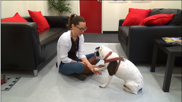 waiting area with girl feeding a dog